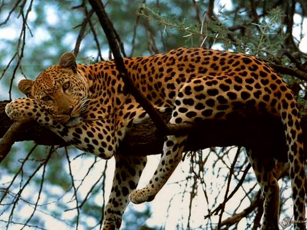 Картинки леопардов (30 фото)