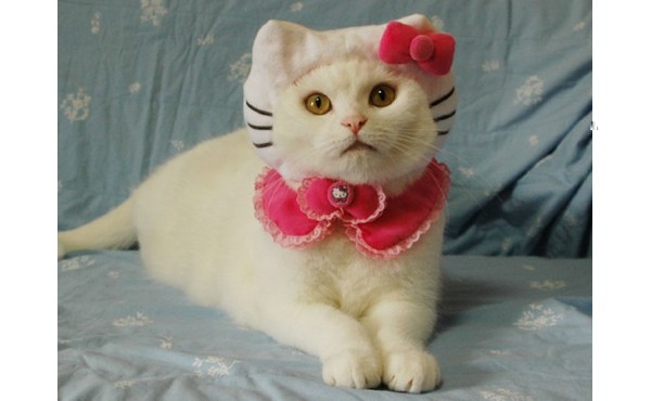 Фотографии кошек в стиле Hello Kitty