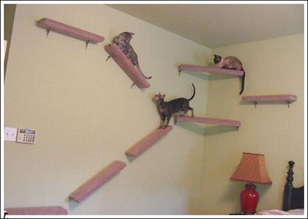 Кошачьи дорожки на стенах