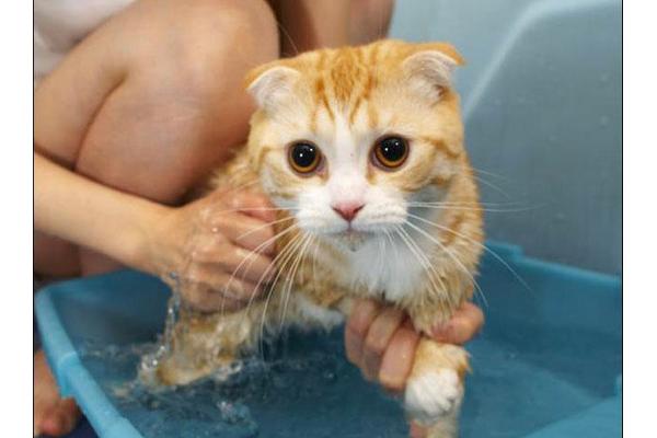 Как люди мыли кота.