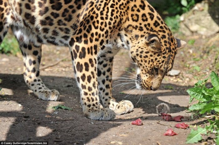 Леопард и мышь - как поделят пищу?