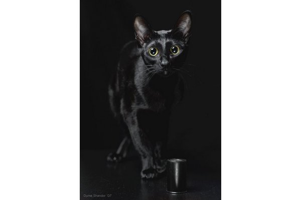 Фотографии чёрных котов на чёрном фоне