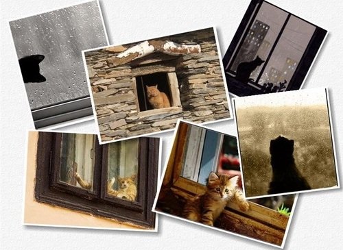 Подборка картинок и фотографий - Кошка на окошке