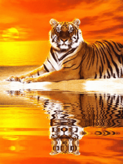 tiger_at_sunset