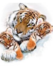 tiger_familyyre