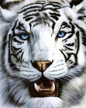 white_tigerf